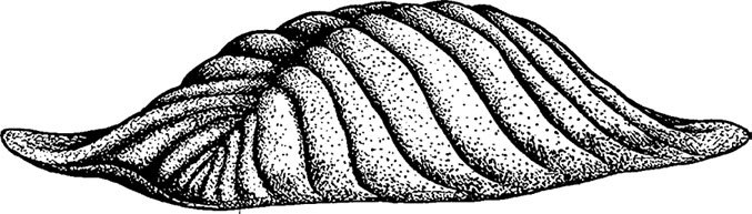 Иллюстрация к книге — Затерянный мир Дарвина. Тайная история жизни на Земле [i_021.jpg]