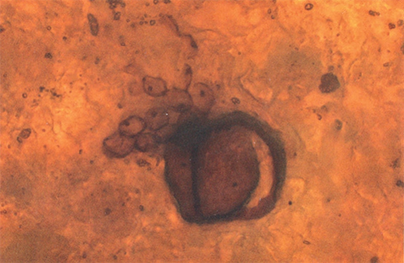 Иллюстрация к книге — Затерянный мир Дарвина. Тайная история жизни на Земле [i_044.jpg]