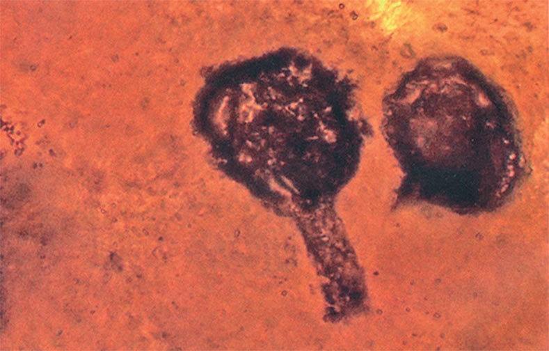 Иллюстрация к книге — Затерянный мир Дарвина. Тайная история жизни на Земле [i_046.jpg]