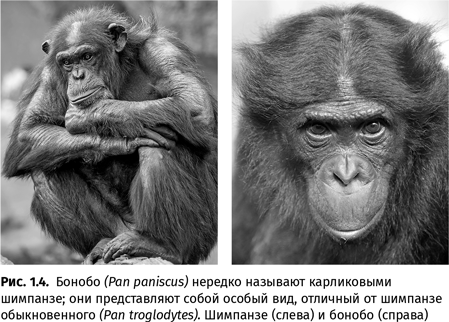 Иллюстрация к книге — Происхождение языка. Факты, исследования, гипотезы [i_009.jpg]