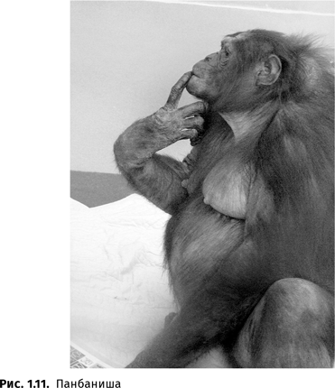 Иллюстрация к книге — Происхождение языка. Факты, исследования, гипотезы [i_016.jpg]