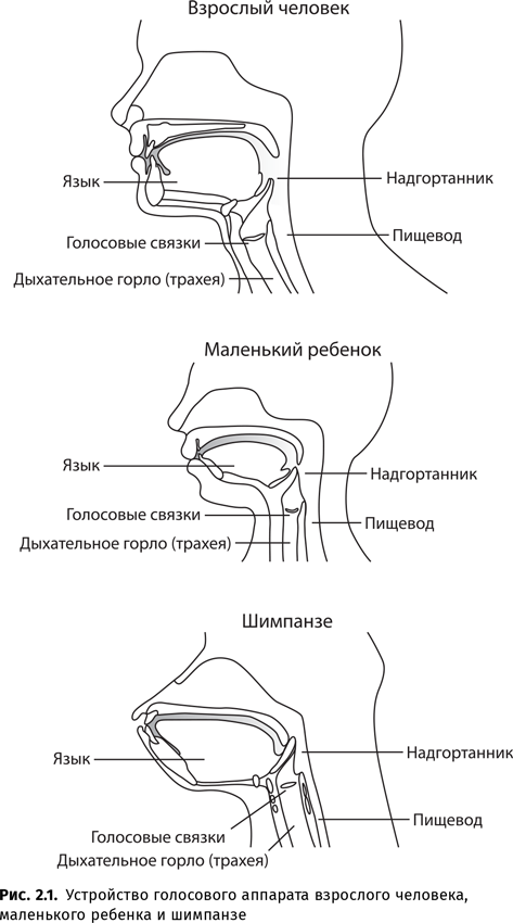 Иллюстрация к книге — Происхождение языка. Факты, исследования, гипотезы [i_030.jpg]