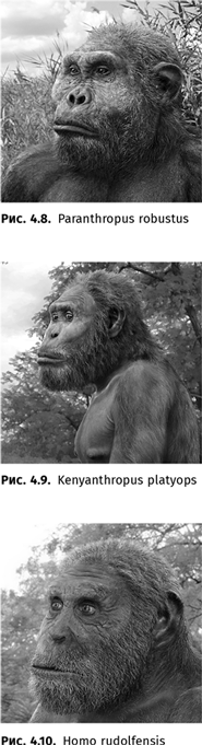 Иллюстрация к книге — Происхождение языка. Факты, исследования, гипотезы [i_049.jpg]