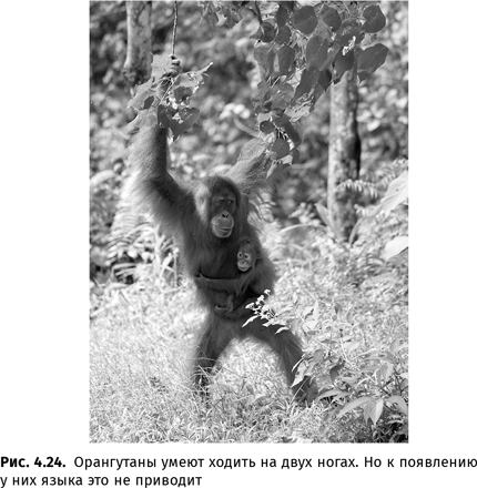 Иллюстрация к книге — Происхождение языка. Факты, исследования, гипотезы [i_059.jpg]