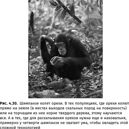 Иллюстрация к книге — Происхождение языка. Факты, исследования, гипотезы [i_065.jpg]