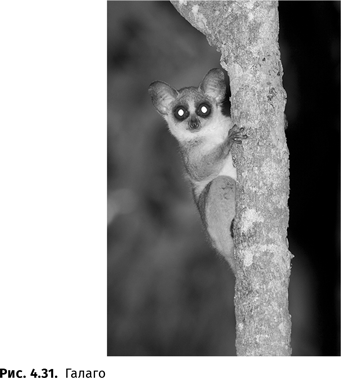 Иллюстрация к книге — Происхождение языка. Факты, исследования, гипотезы [i_066.jpg]