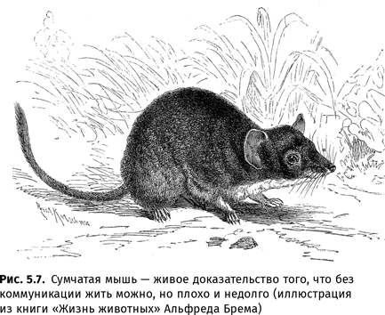 Иллюстрация к книге — Происхождение языка. Факты, исследования, гипотезы [i_081.jpg]