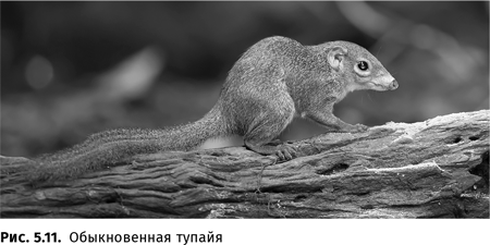 Иллюстрация к книге — Происхождение языка. Факты, исследования, гипотезы [i_085.jpg]