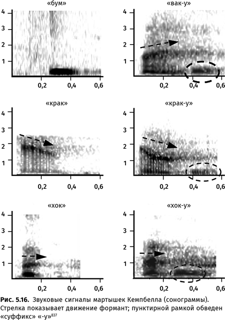 Иллюстрация к книге — Происхождение языка. Факты, исследования, гипотезы [i_090.jpg]