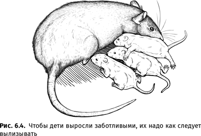 Иллюстрация к книге — Происхождение языка. Факты, исследования, гипотезы [i_097.jpg]