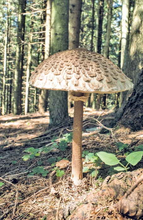 Иллюстрация к книге — Таинственная жизнь грибов. Удивительные чудеса скрытого от глаз мира [i_001.jpg]