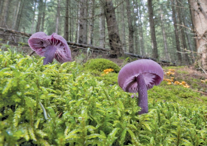 Иллюстрация к книге — Таинственная жизнь грибов. Удивительные чудеса скрытого от глаз мира [i_002.jpg]