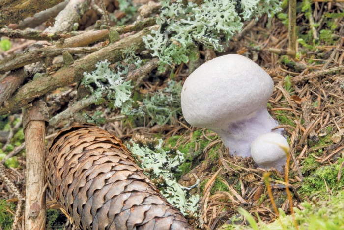 Иллюстрация к книге — Таинственная жизнь грибов. Удивительные чудеса скрытого от глаз мира [i_006.jpg]