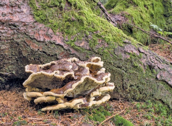 Иллюстрация к книге — Таинственная жизнь грибов. Удивительные чудеса скрытого от глаз мира [i_007.jpg]