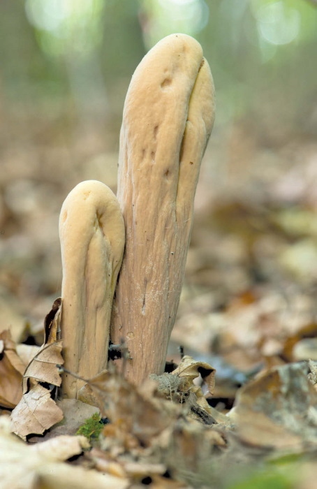 Иллюстрация к книге — Таинственная жизнь грибов. Удивительные чудеса скрытого от глаз мира [i_008.jpg]