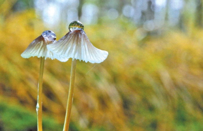 Иллюстрация к книге — Таинственная жизнь грибов. Удивительные чудеса скрытого от глаз мира [i_009.jpg]