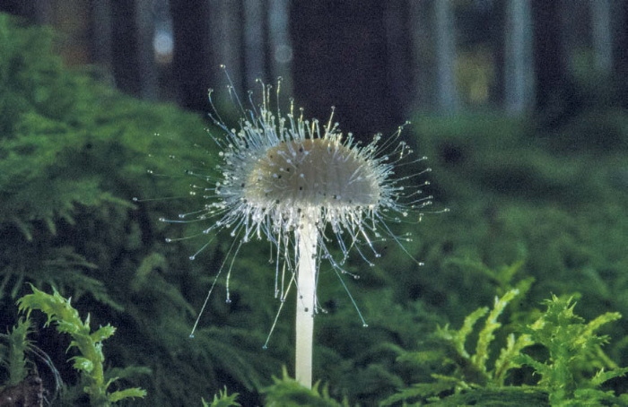 Иллюстрация к книге — Таинственная жизнь грибов. Удивительные чудеса скрытого от глаз мира [i_011.jpg]