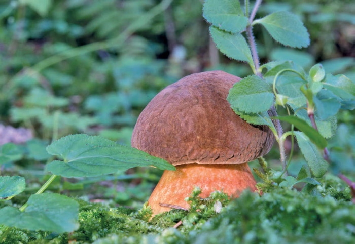 Иллюстрация к книге — Таинственная жизнь грибов. Удивительные чудеса скрытого от глаз мира [i_020.jpg]