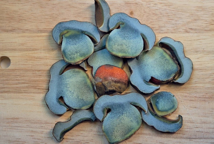 Иллюстрация к книге — Таинственная жизнь грибов. Удивительные чудеса скрытого от глаз мира [i_021.jpg]