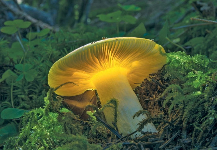 Иллюстрация к книге — Таинственная жизнь грибов. Удивительные чудеса скрытого от глаз мира [i_022.jpg]