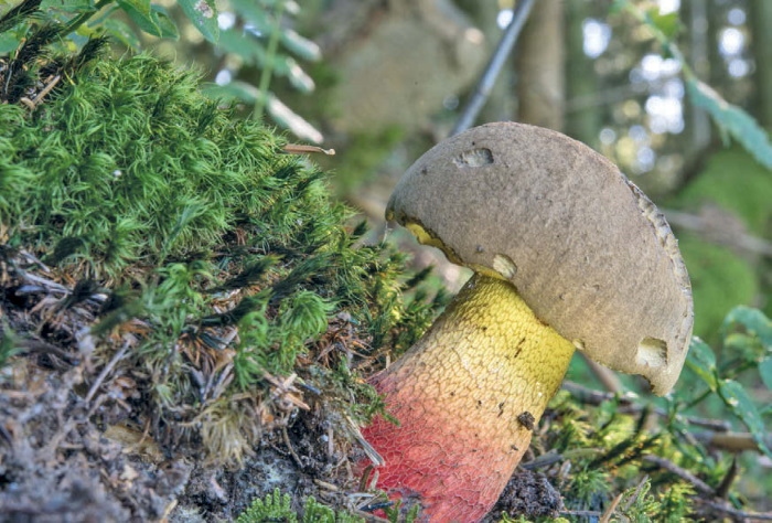 Иллюстрация к книге — Таинственная жизнь грибов. Удивительные чудеса скрытого от глаз мира [i_023.jpg]