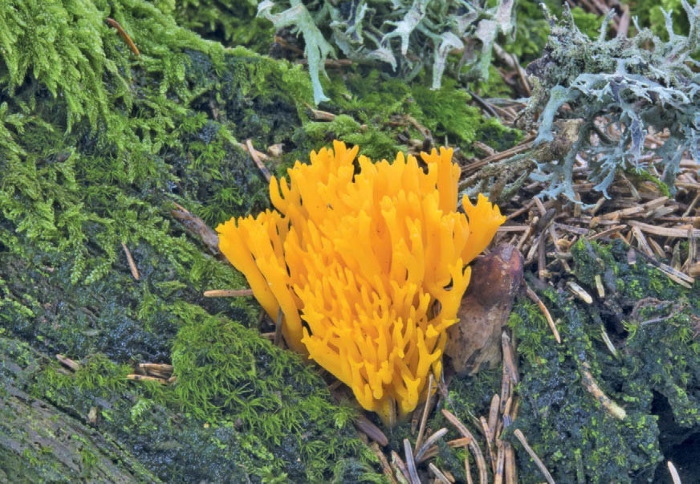 Иллюстрация к книге — Таинственная жизнь грибов. Удивительные чудеса скрытого от глаз мира [i_026.jpg]