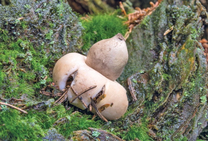 Иллюстрация к книге — Таинственная жизнь грибов. Удивительные чудеса скрытого от глаз мира [i_027.jpg]