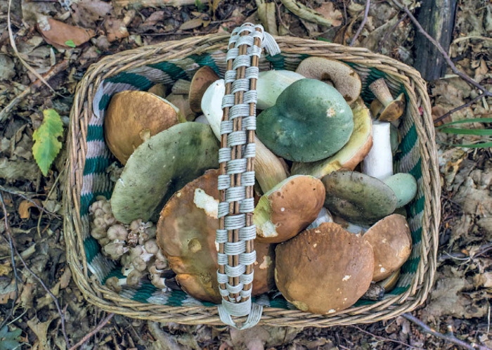 Иллюстрация к книге — Таинственная жизнь грибов. Удивительные чудеса скрытого от глаз мира [i_029.jpg]