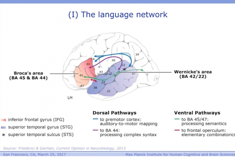 Иллюстрация к книге — Язык и мозг. Нейробиология раскрывает главную тайну человека [_17.jpg]