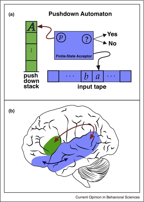 Иллюстрация к книге — Язык и мозг. Нейробиология раскрывает главную тайну человека [_36.jpg]