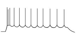 Иллюстрация к книге — Язык и мозг. Нейробиология раскрывает главную тайну человека [_6.jpg]