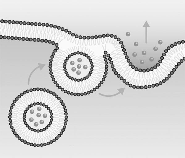 Иллюстрация к книге — Биология для тех, кто хочет понять и простить самку богомола [i_003.jpg]