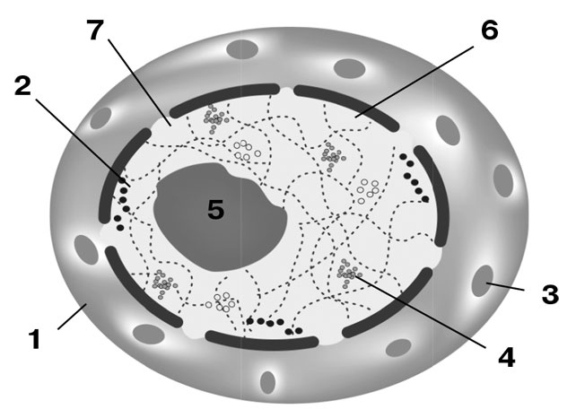 Иллюстрация к книге — Биология для тех, кто хочет понять и простить самку богомола [i_005.jpg]