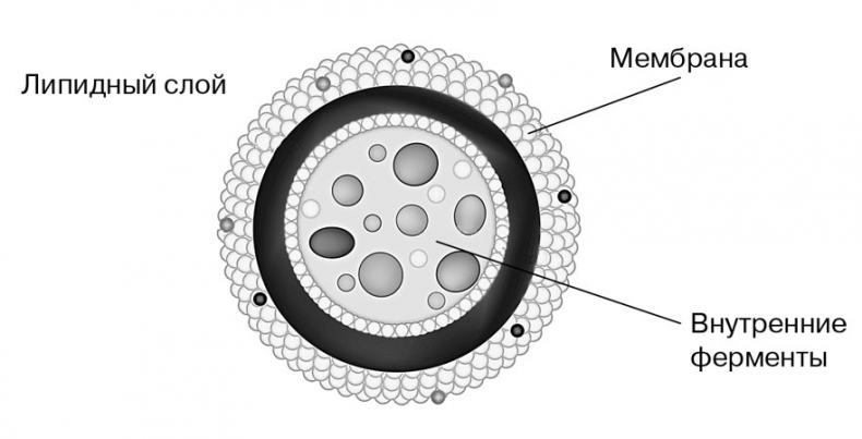 Иллюстрация к книге — Биология для тех, кто хочет понять и простить самку богомола [i_014.jpg]