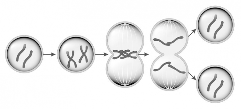 Иллюстрация к книге — Биология для тех, кто хочет понять и простить самку богомола [i_016.jpg]