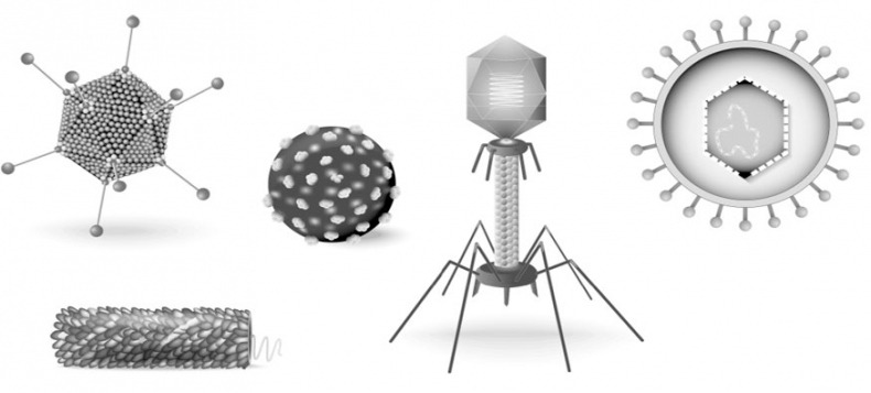 Иллюстрация к книге — Биология для тех, кто хочет понять и простить самку богомола [i_018.jpg]