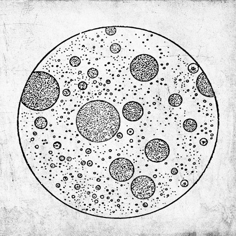 Иллюстрация к книге — Биология для тех, кто хочет понять и простить самку богомола [i_023.jpg]