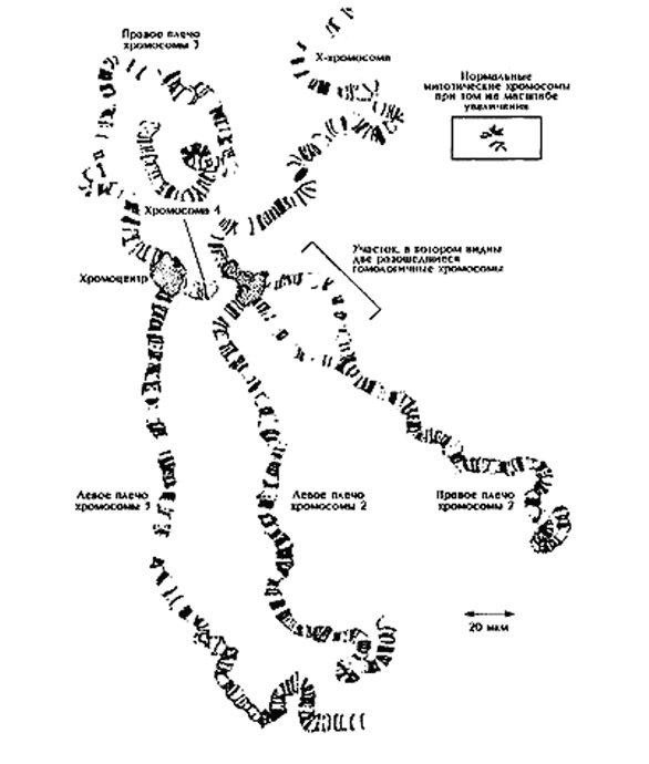 Иллюстрация к книге — Биология для тех, кто хочет понять и простить самку богомола [i_027.jpg]
