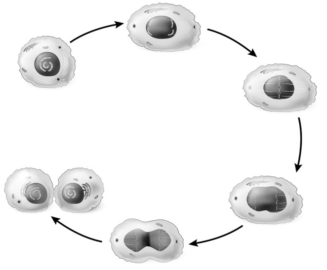 Иллюстрация к книге — Биология для тех, кто хочет понять и простить самку богомола [i_028.jpg]