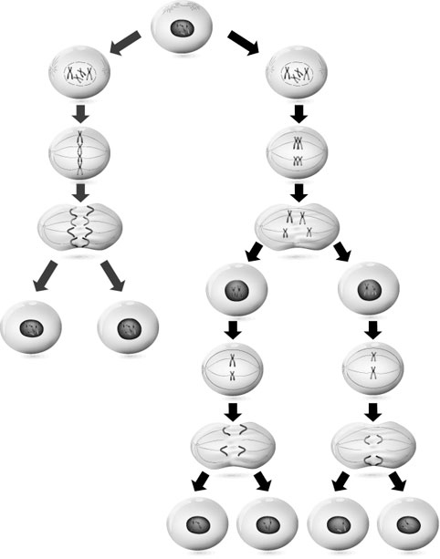 Иллюстрация к книге — Биология для тех, кто хочет понять и простить самку богомола [i_029.jpg]