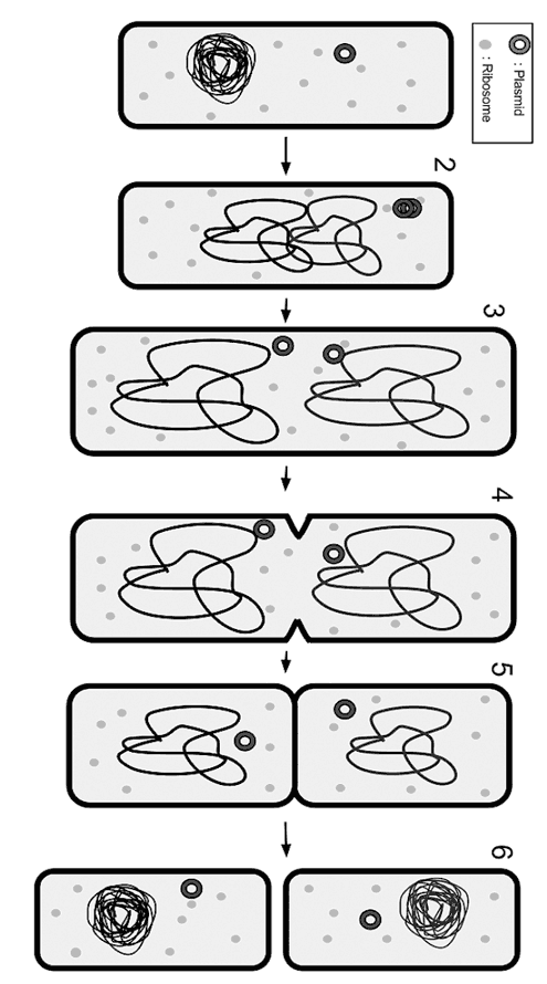 Иллюстрация к книге — Биология для тех, кто хочет понять и простить самку богомола [i_032.jpg]