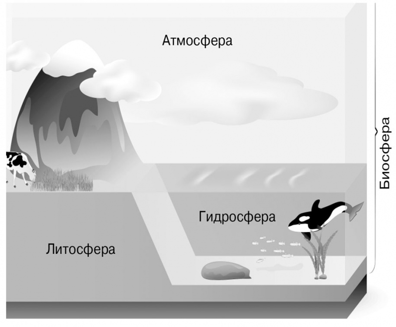 Иллюстрация к книге — Биология для тех, кто хочет понять и простить самку богомола [i_040.jpg]