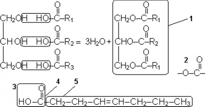 Иллюстрация к книге — Биология для тех, кто хочет понять и простить самку богомола [i_053.jpg]