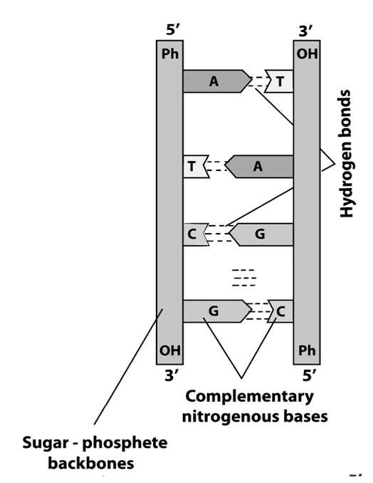 Иллюстрация к книге — Биология для тех, кто хочет понять и простить самку богомола [i_059.jpg]