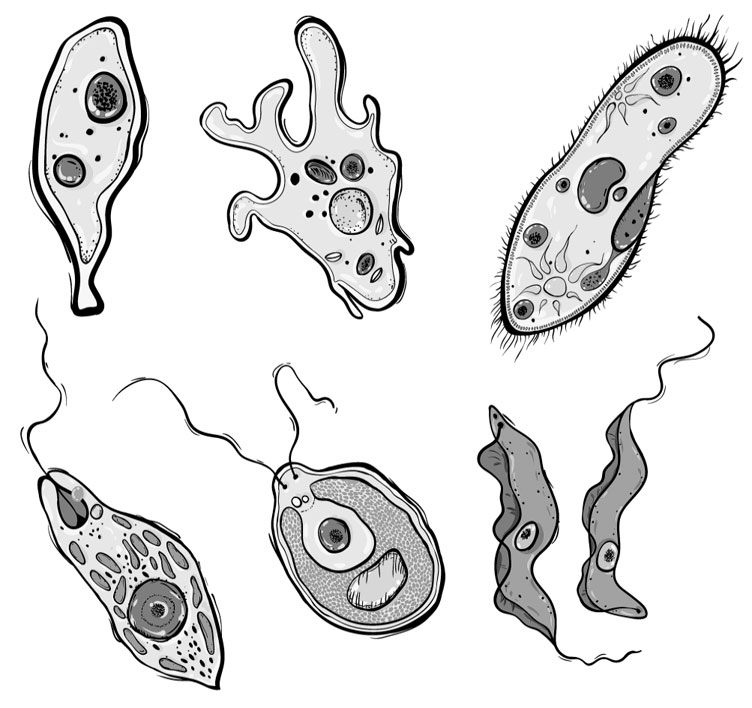Иллюстрация к книге — Биология для тех, кто хочет понять и простить самку богомола [i_066.jpg]