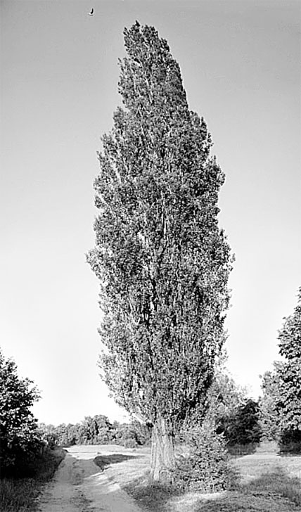 Иллюстрация к книге — Биология для тех, кто хочет понять и простить самку богомола [i_067.jpg]