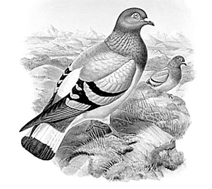 Иллюстрация к книге — Биология для тех, кто хочет понять и простить самку богомола [i_077.jpg]