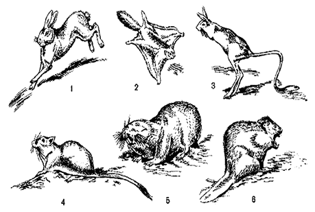 Иллюстрация к книге — Биология для тех, кто хочет понять и простить самку богомола [i_079.jpg]