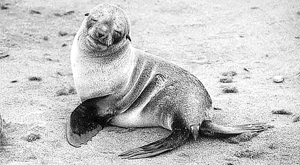 Иллюстрация к книге — Биология для тех, кто хочет понять и простить самку богомола [i_081.jpg]