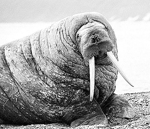 Иллюстрация к книге — Биология для тех, кто хочет понять и простить самку богомола [i_082.jpg]